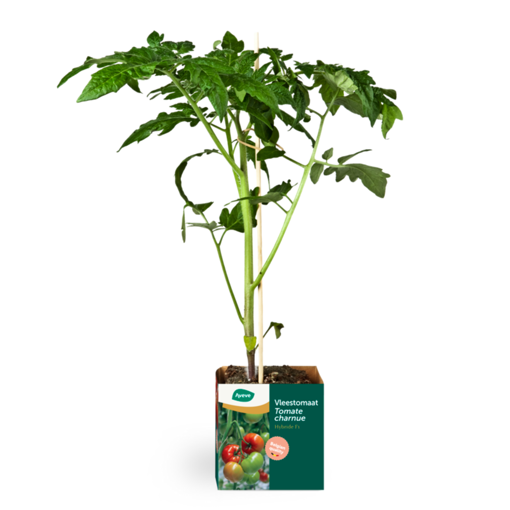 Aveve Tomaat Hybride 11cm