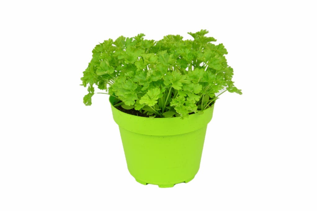 Persil 13cm