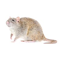 Image alt Rat